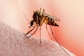Monsoon Misery: 4 Viral Infections You Should Watch Out For, Symptoms, Precaution & Treatment Explained